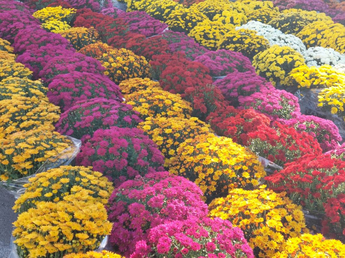 BOGATA PONUDA CVIJETNIH ARANŽMANA U POŽEGI I PLETERNICI: ʺProdaja je pala, a cijene porasle...ʺ