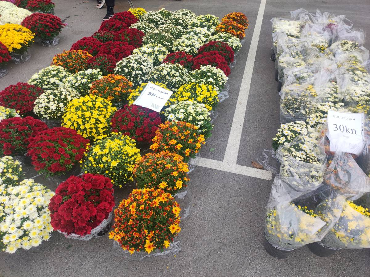 BOGATA PONUDA CVIJETNIH ARANŽMANA U POŽEGI I PLETERNICI: ʺProdaja je pala, a cijene porasle...ʺ