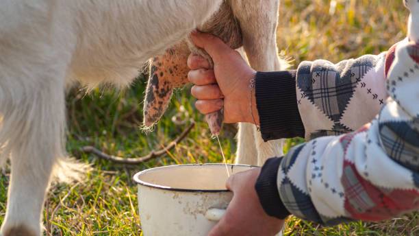 Konzumiranje sirovog kozjeg mlijeka je opasno te ponekad može završiti kobno