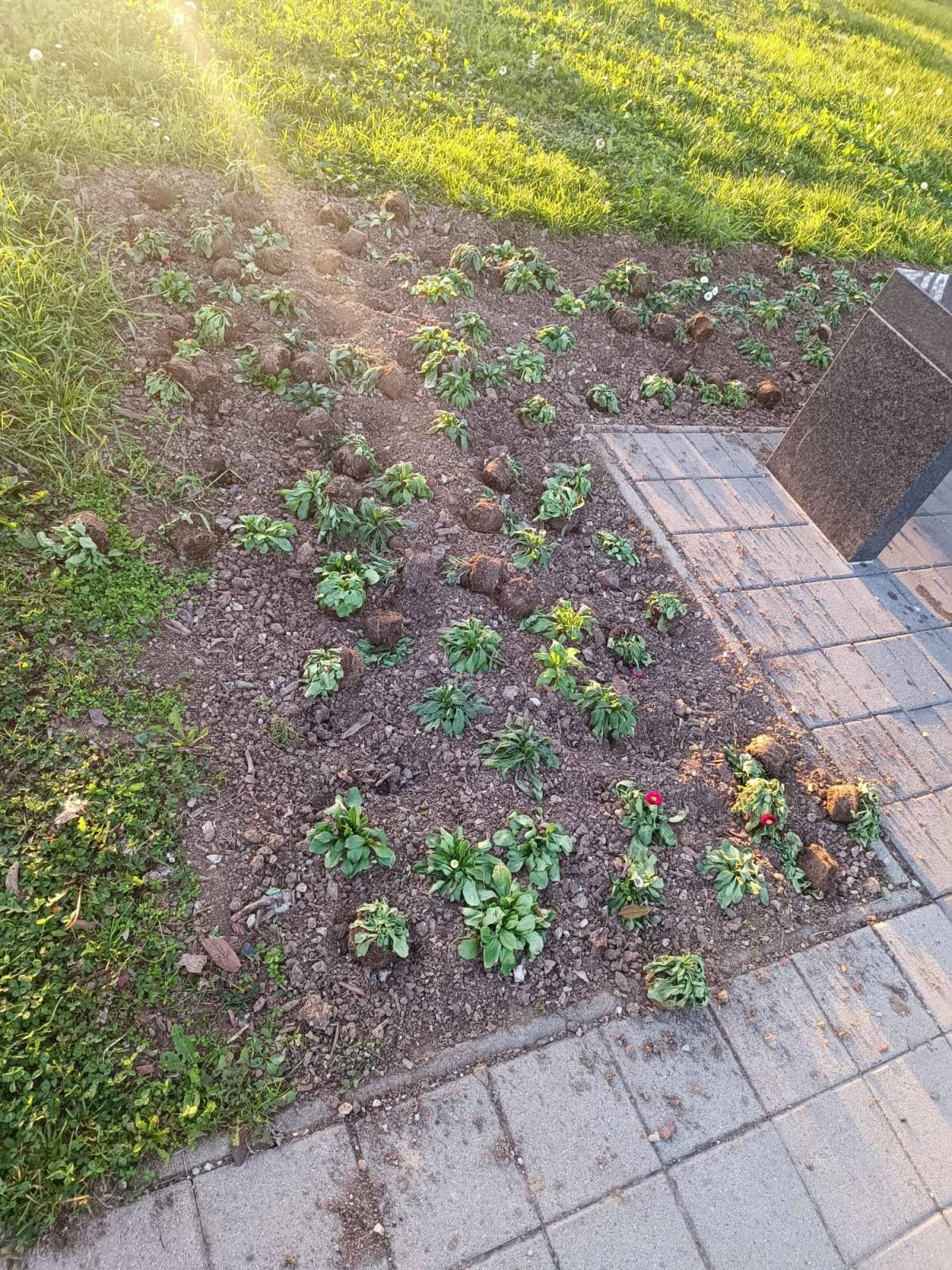 ŠTO JE OVO?! Kod spomenika Nikoli Tesli iščupane sadnice dočekuju prolaznike