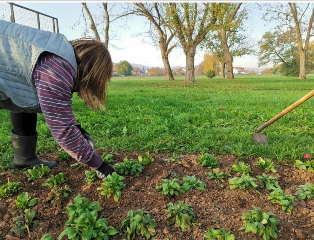 Komunalac sadi, vandali čupaju