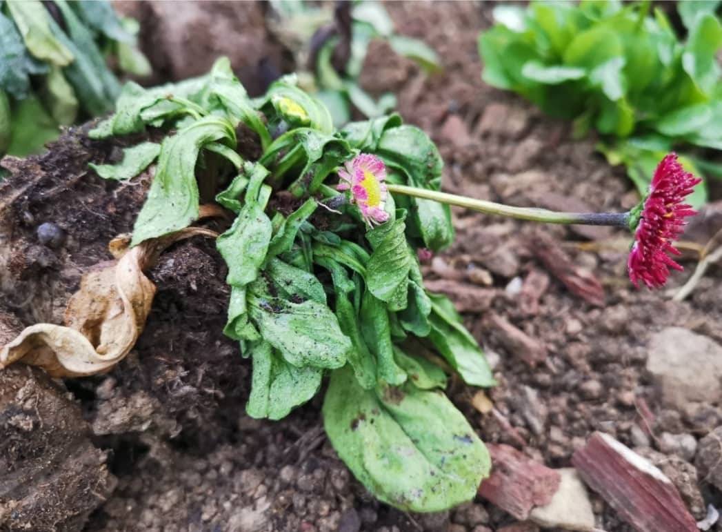 Komunalac sadi, vandali čupaju