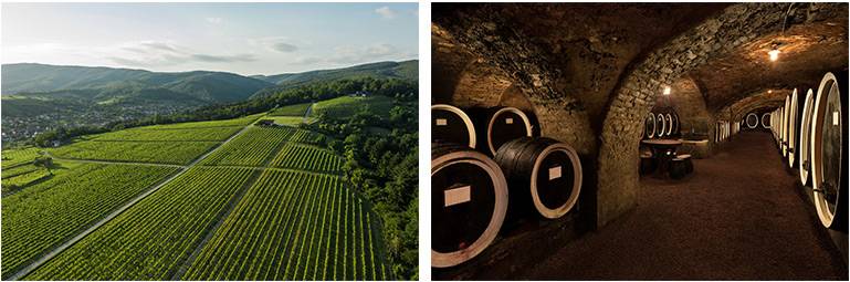 Jeste li zainteresirani? Vinarija Kutjevo traži kušače vina i testere doživljaja – smještaj i honorar osigurani