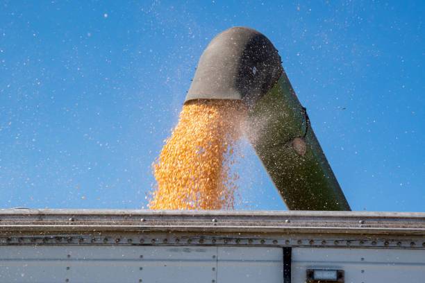 NEVJEROJATNO: Nepoznati počinitelj ovršio kukuruz s tuđe njive, šteta više desetaka tisuća kuna
