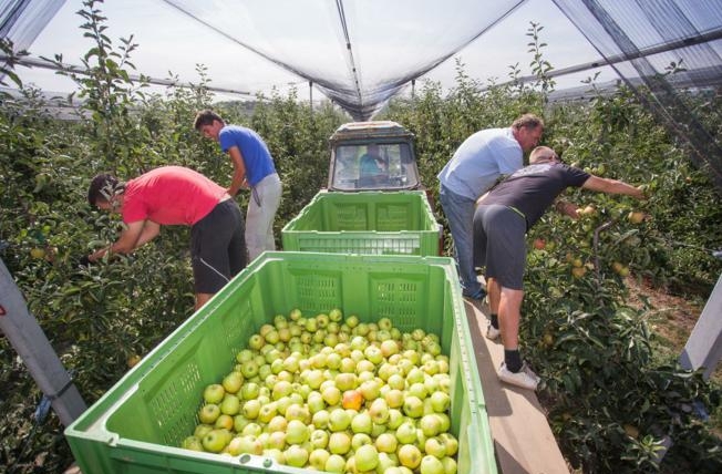 Iako je, prema američkoj presudi, glifosat kancerogen, hrvatski ga voćari smatraju - ekološkim!