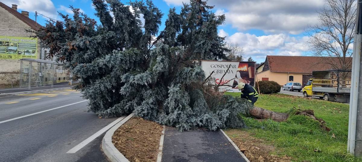 Jak vjetar srušio bor u Brestovcu, a u Požegi pune ruke posla za vatrogasce