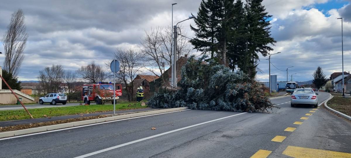 Jak vjetar srušio bor u Brestovcu, a u Požegi pune ruke posla za vatrogasce