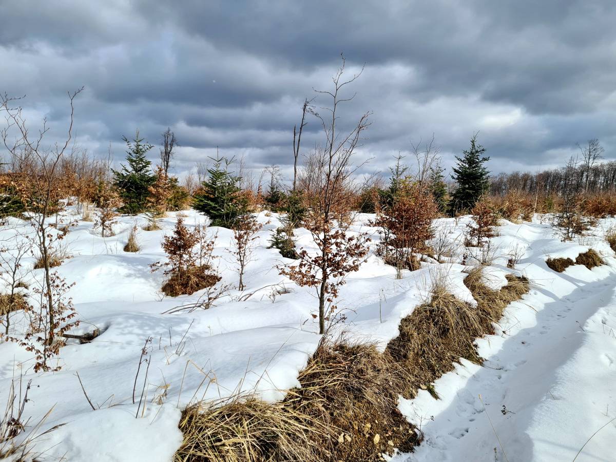 Planinari HPD Gojzerica Požega na izletu na najviši vrh Slavonije na Psunju - Brezovo polje
