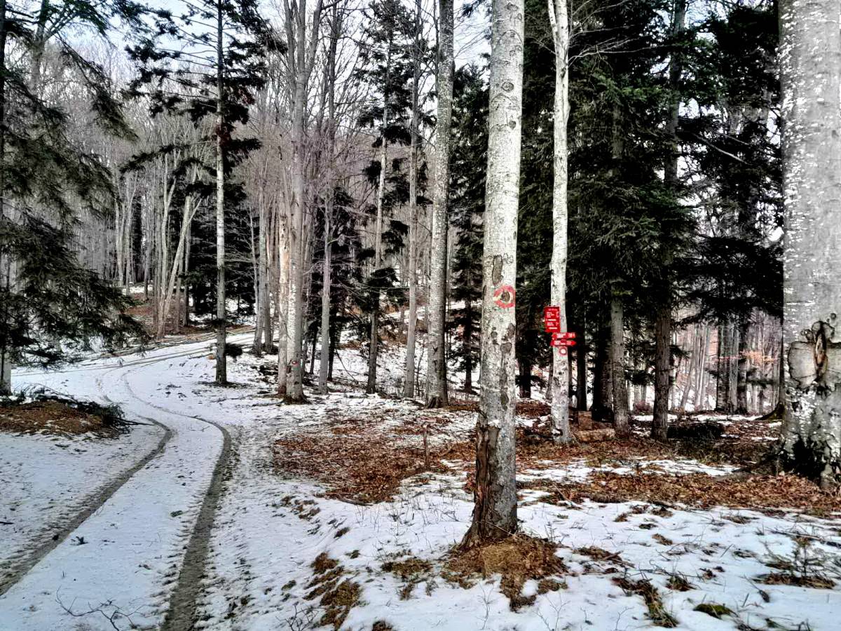 Planinari HPD Gojzerica Požega na izletu na najviši vrh Slavonije na Psunju - Brezovo polje
