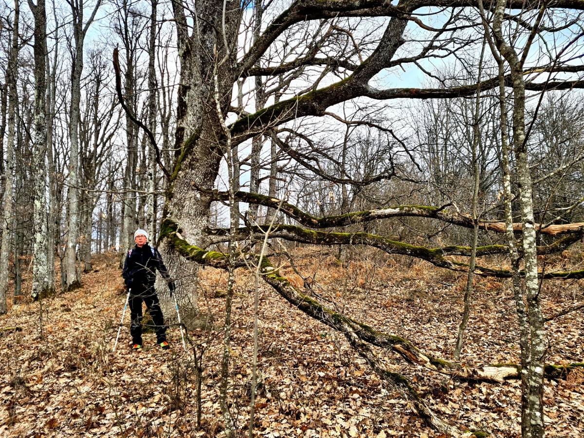 Planinari HPD Gojzerica Požega na izletu na najviši vrh Slavonije na Psunju - Brezovo polje