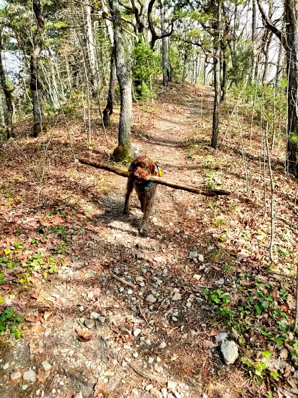 Planinari HPD Gojzerica Požega sudjelovali na vježbi vodiča u Lapjaku