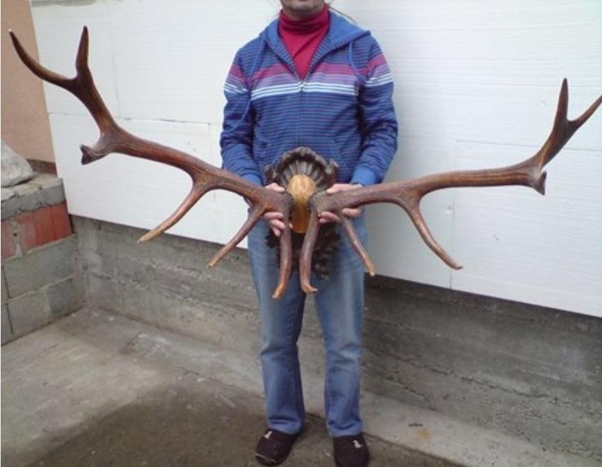 PAKRAC: 39-godišnjakinja ukrala lane, a 24-godišnjak držao jelenski rog bez potvrde o njegovom porijeklu 