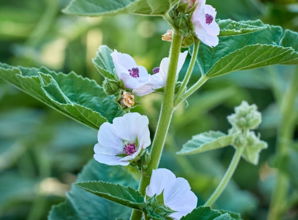 Ova ukrasna biljka je i ljekovita, a svi je imate u vrtu