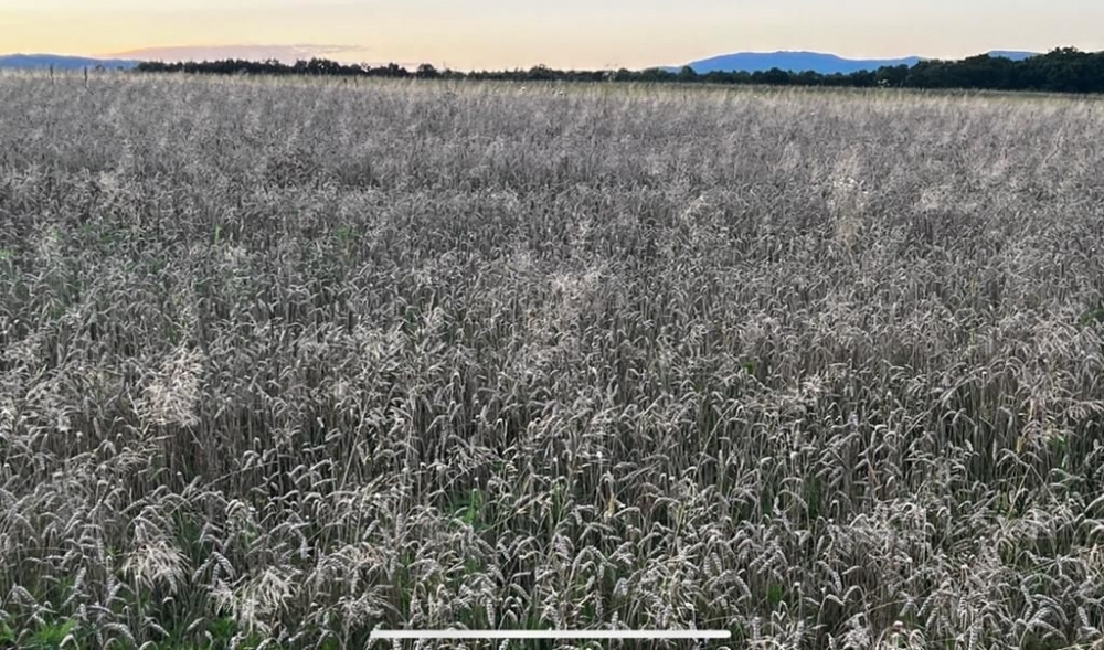 Dobila poticaj za 30-ak hektara pšenice, izmalčirala ju, pa poručila:”Dođite se najesti ako ste gladni…”