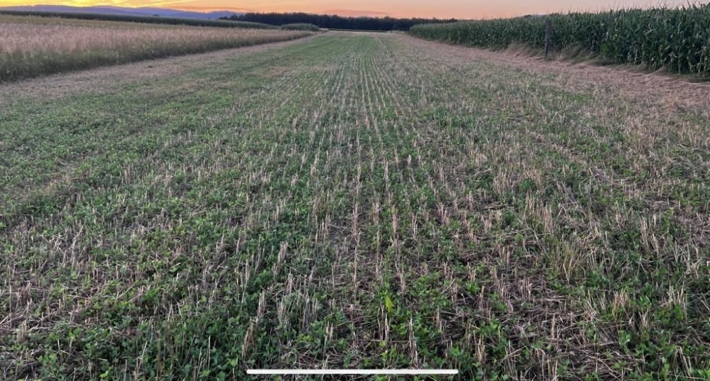 Dobila poticaj za 30-ak hektara pšenice, izmalčirala ju, pa poručila:”Dođite se najesti ako ste gladni…”