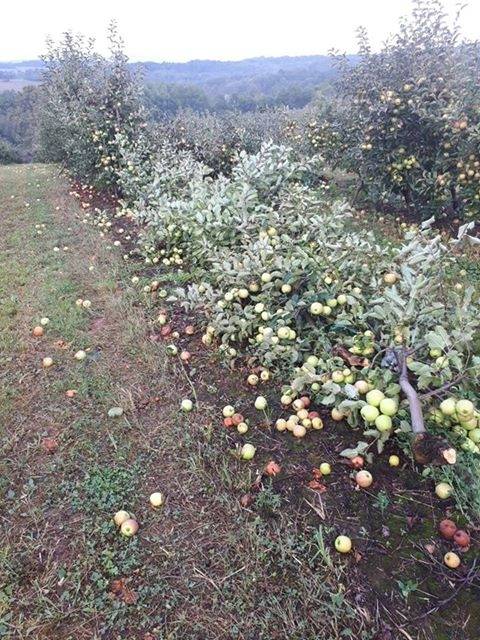 Olujno nevrijeme poharalo cijelu Požeštinu, poljoprivrednici zbrajaju štetu