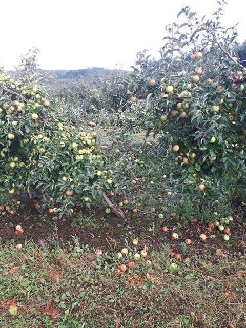 Olujno nevrijeme poharalo cijelu Požeštinu, poljoprivrednici zbrajaju štetu