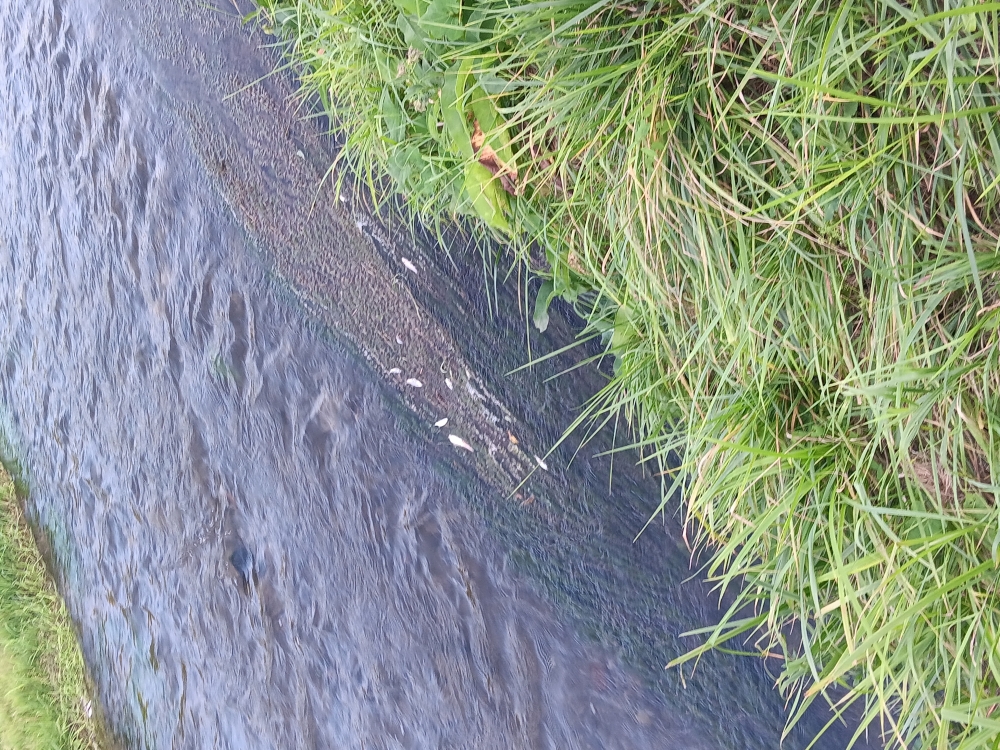 UŽAS: Pomor riba u Veličanki