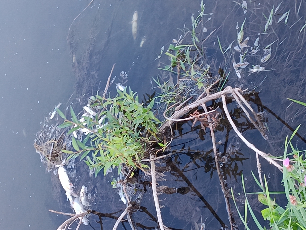 UŽAS: Pomor riba u Veličanki