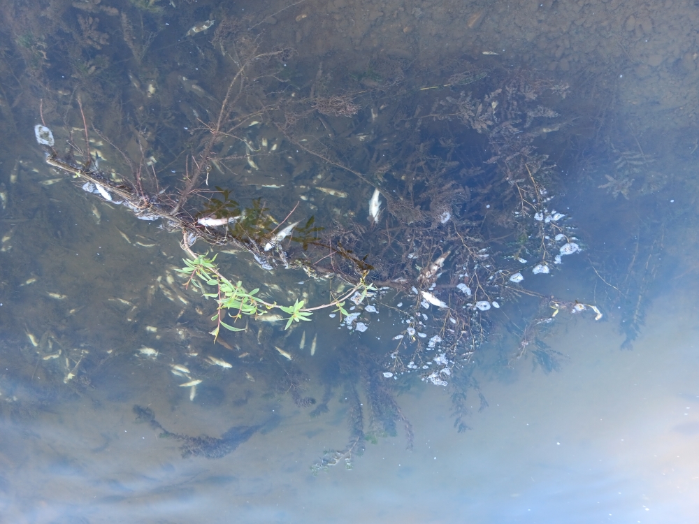 UŽAS: Pomor riba u Veličanki