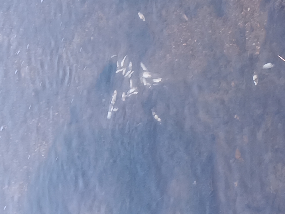 UŽAS: Pomor riba u Veličanki