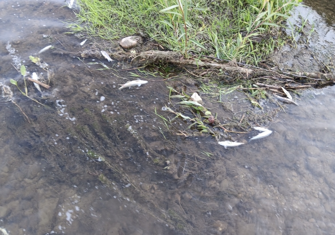 UŽAS: Pomor riba u Veličanki