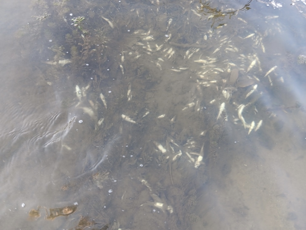 UŽAS: Pomor riba u Veličanki