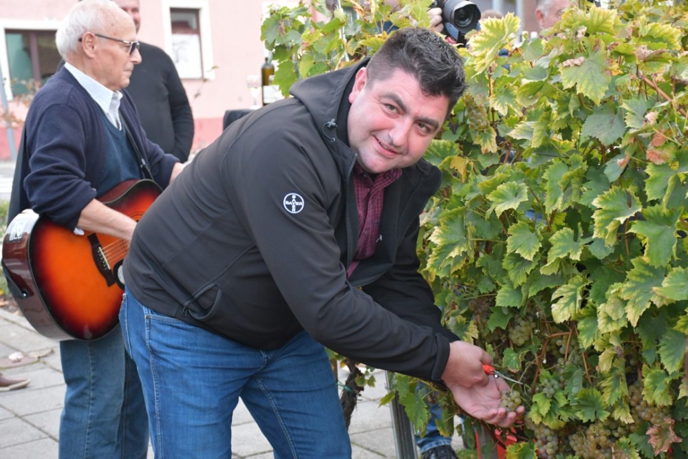 FOTO: Berbom vinograda na Trgu graševine vinari obilježili završetak berbe grožđa
