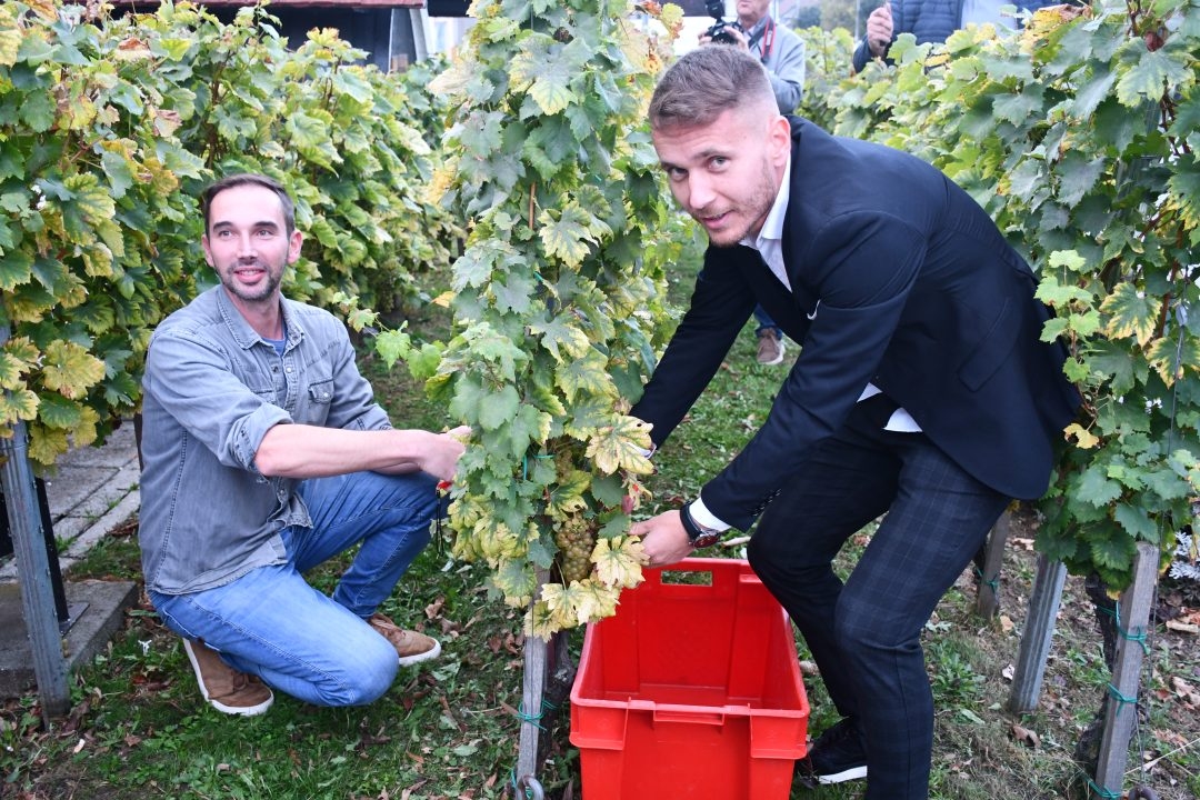 FOTO: Berbom vinograda na Trgu graševine vinari obilježili završetak berbe grožđa