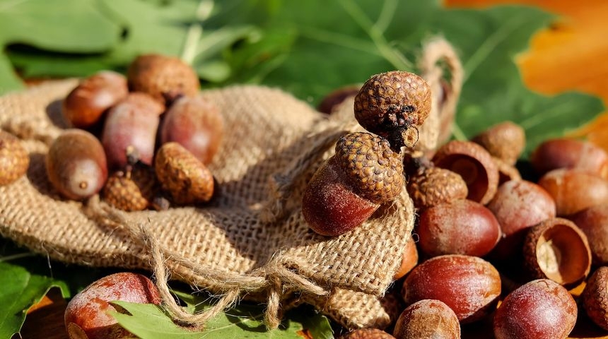 Tražite dodatnu zaradu? Uprava šuma u Slavoniji otkupljuje 20 vagona žireva, po kilogramu plaćaju 4 eura