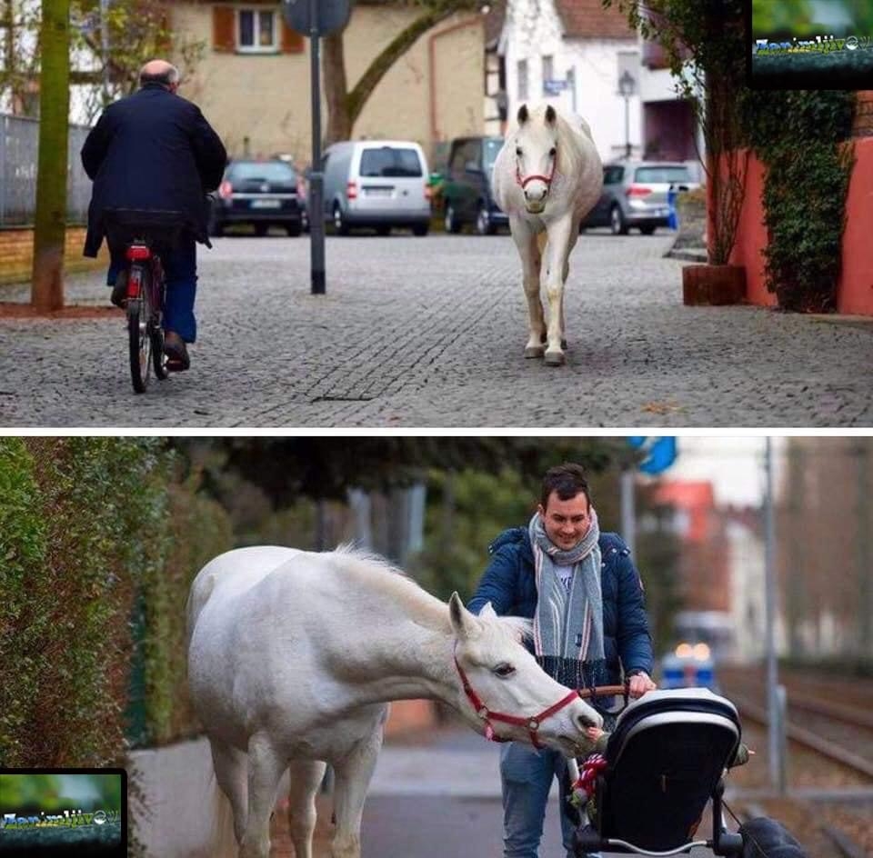 Zanimljiva priča iz Frankfurta