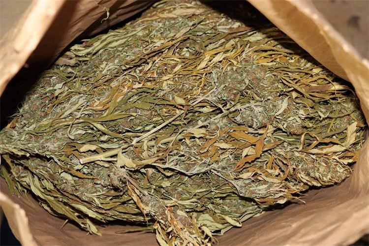REKORDNA ZAPLJENA: U pretrazi pronađeno preko 890 kilograma konoplje s ukupno većim sadržajem THC-a od zakonom propisanog