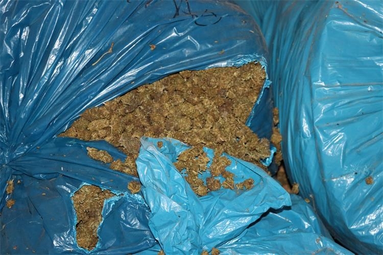 REKORDNA ZAPLJENA: U pretrazi pronađeno preko 890 kilograma konoplje s ukupno većim sadržajem THC-a od zakonom propisanog