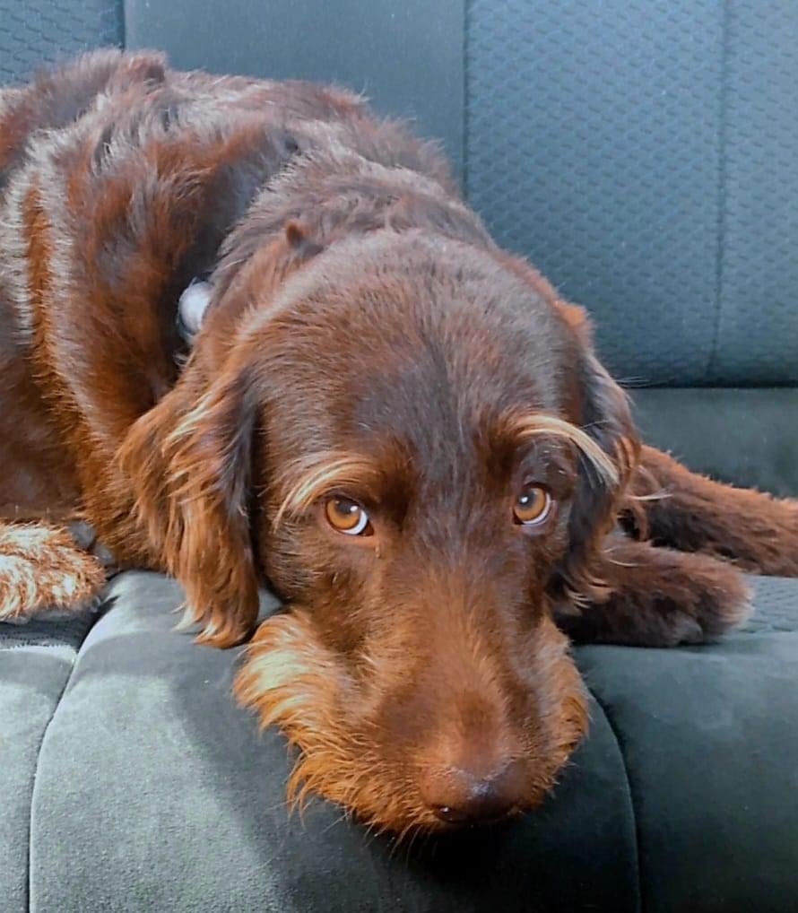 I dalje traje potraga za nestalim psom u Požegi, pronalazitelju vrijedna nagrada