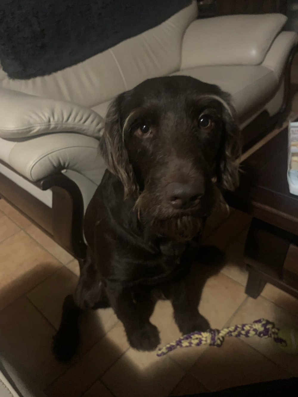 I dalje traje potraga za nestalim psom u Požegi, pronalazitelju vrijedna nagrada