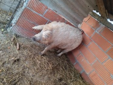 Na imanju mladog Antonija iz Golo Brda pravo je malo životinjsko carstvo: ’Sve se stigne kad ima volje!’