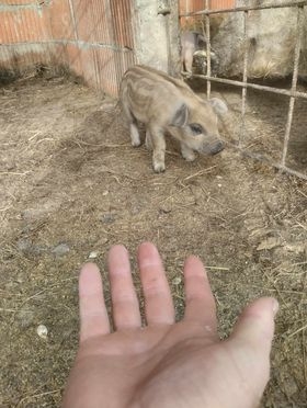 Na imanju mladog Antonija iz Golo Brda pravo je malo životinjsko carstvo: ’Sve se stigne kad ima volje!’