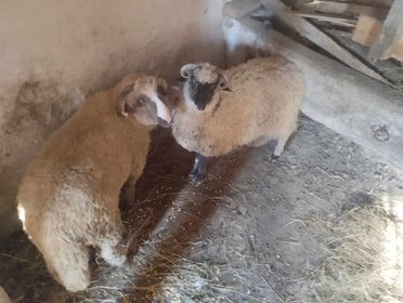 Na imanju mladog Antonija iz Golo Brda pravo je malo životinjsko carstvo: ’Sve se stigne kad ima volje!’