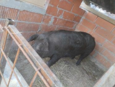 Na imanju mladog Antonija iz Golo Brda pravo je malo životinjsko carstvo: ’Sve se stigne kad ima volje!’