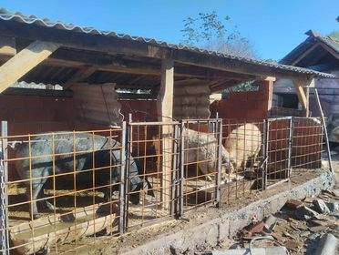 Na imanju mladog Antonija iz Golo Brda pravo je malo životinjsko carstvo: ’Sve se stigne kad ima volje!’