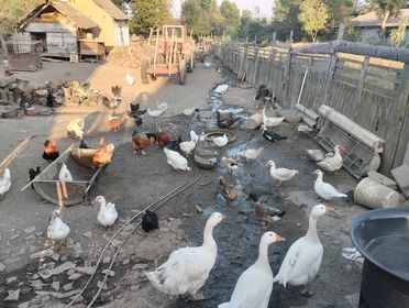 Na imanju mladog Antonija iz Golo Brda pravo je malo životinjsko carstvo: ’Sve se stigne kad ima volje!’