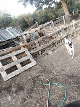 Na imanju mladog Antonija iz Golo Brda pravo je malo životinjsko carstvo: ’Sve se stigne kad ima volje!’