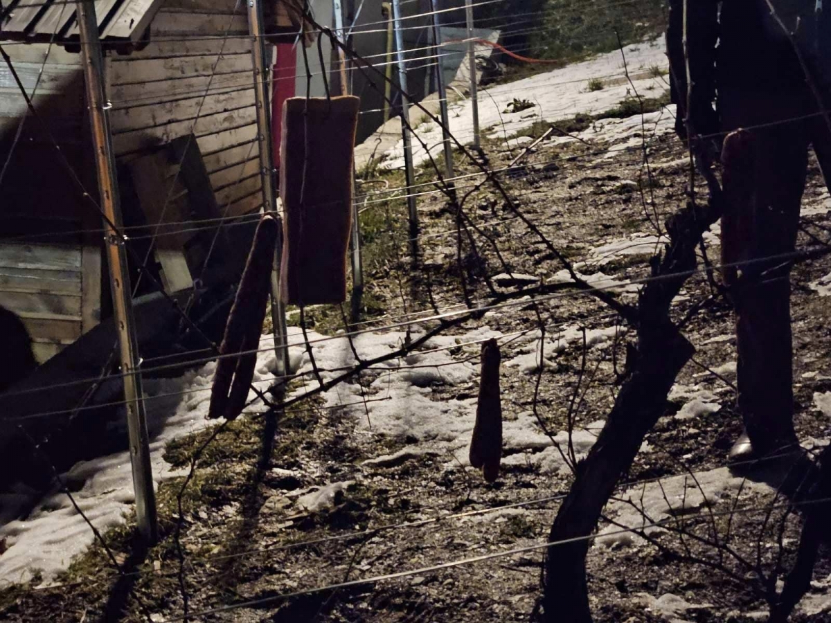 Održano 31. Vinkovo u Velikoj