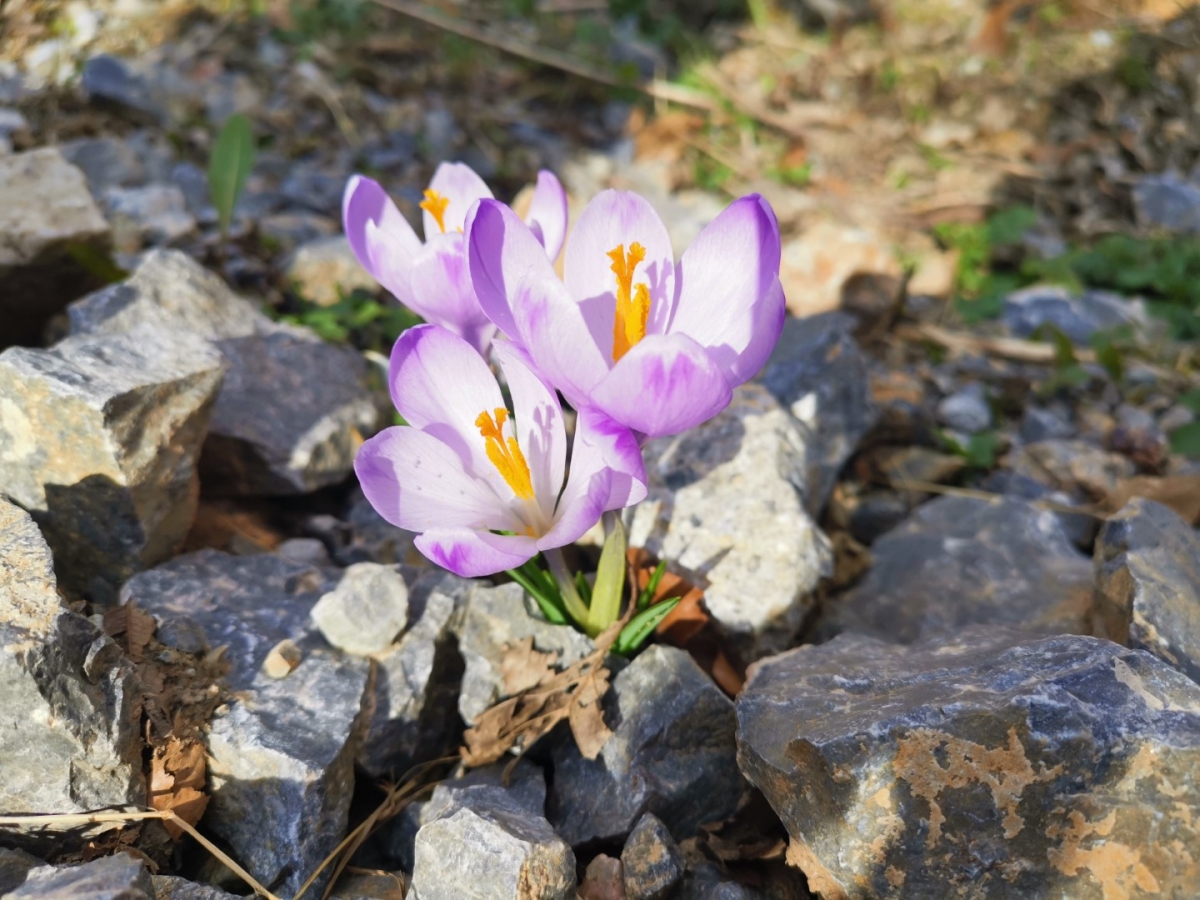 Velička Srimušijada: Više od 300 sudionika na jedinstvenom planinarskom događaju