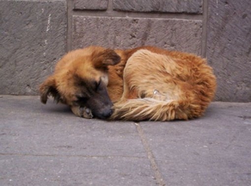 62-godišnjak prijavljen zbog kaznenog djela „Ubijanje ili mučenje životinja’