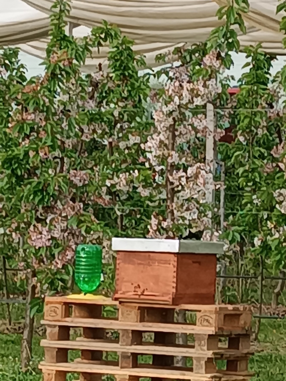Nakon 65 godina u Poljoprivredno-prehrambenoj školi ponovno se kreće s uzgojem pčela