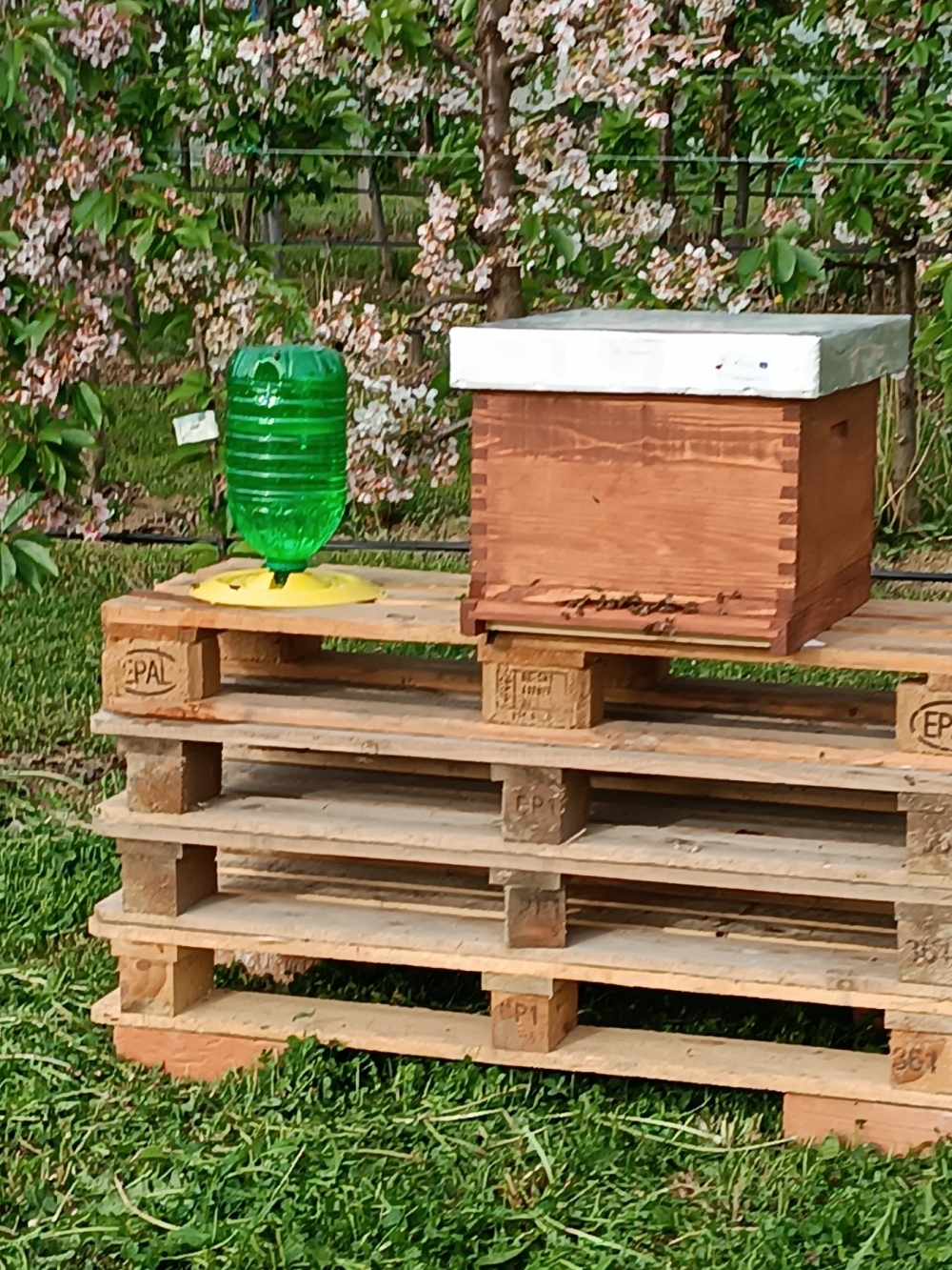 Nakon 65 godina u Poljoprivredno-prehrambenoj školi ponovno se kreće s uzgojem pčela