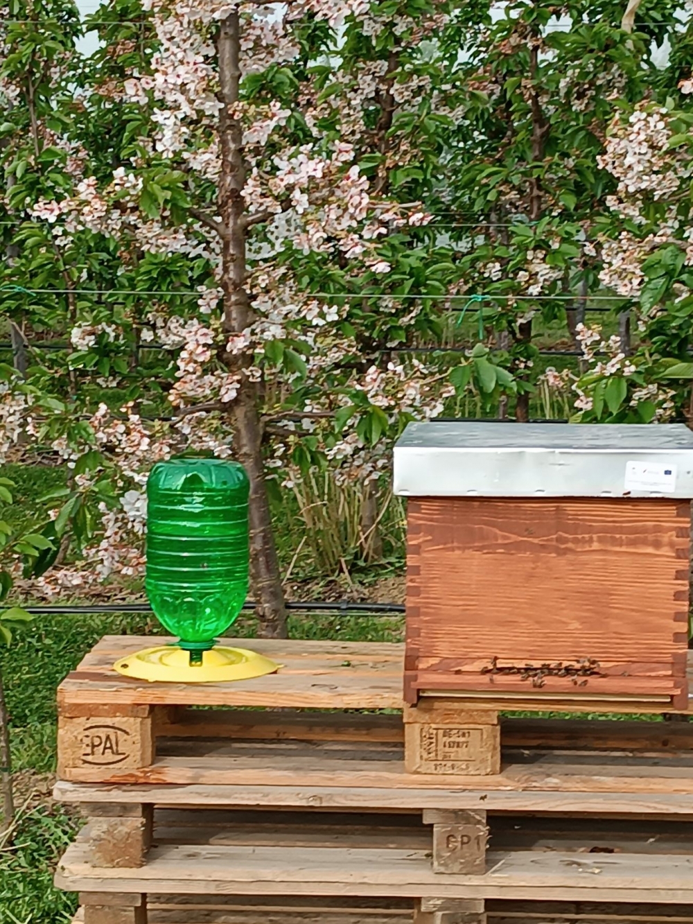 Nakon 65 godina u Poljoprivredno-prehrambenoj školi ponovno se kreće s uzgojem pčela