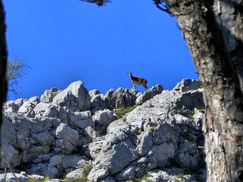 Izlet planinara HPD „Sokolovac“ Požega ʺSv. Ilija na Pelješcu i sv. Ilija kod Gradcaʺ
