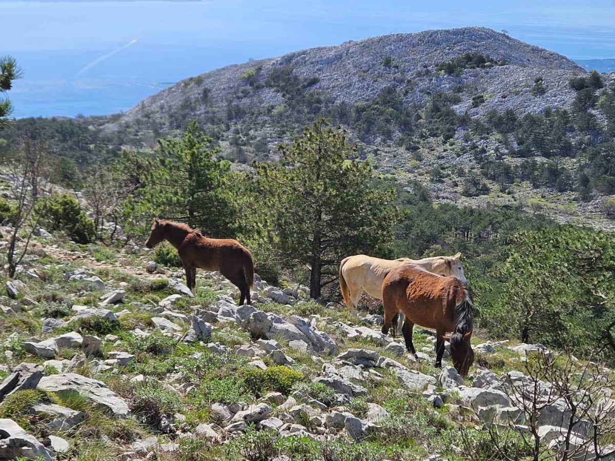 Izlet planinara HPD „Sokolovac“ Požega ʺSv. Ilija na Pelješcu i sv. Ilija kod Gradcaʺ